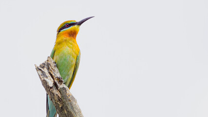 blue tail bee eater