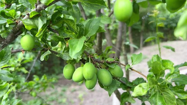 Ripening plums on a tree branch