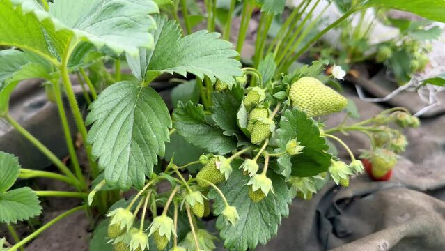 The process of growing and caring for strawberries