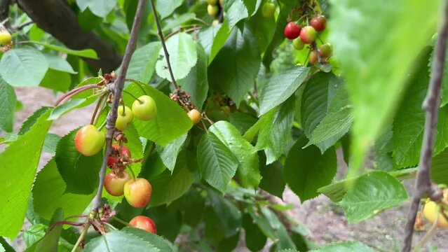 An unripe yellow-red cherry begins to turn red 