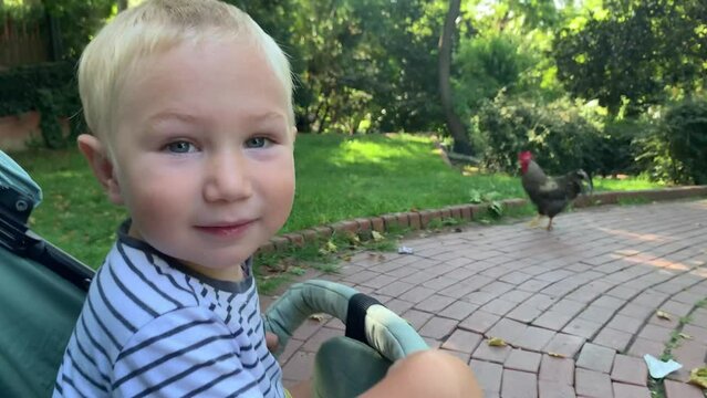 Little boy in nature reserve looks at rooster