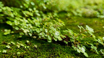 Small trees like big forests.