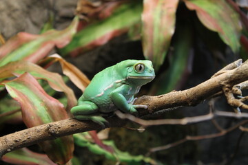 green tree frog on a branch