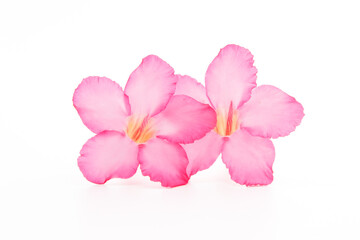 Fototapeta na wymiar Tropical flower Pink Adenium. Desert rose on isolated white background