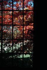 view through a glass window in autumn