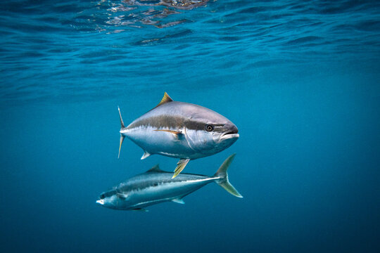 Yellowtail kingfish swimming below the ocean's surface