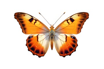 Colorful butterfly, isolated on white background