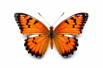 Obraz premium butterfly isolated