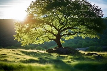 Obraz na płótnie Canvas Green tree in spring with the morning sun