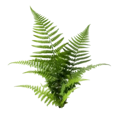 Fotobehang Fern leaf isolated on transparent background, Ornamental foliage, Green fern leaves isolated over white background, side view, close up, woodland forest fern, botanical design. generative ai © niloo