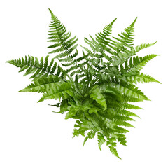 Fern leaf isolated on transparent background, Ornamental foliage, close up, Green fern leaves isolated over white background, woodland forest fern, botanical design. generative ai