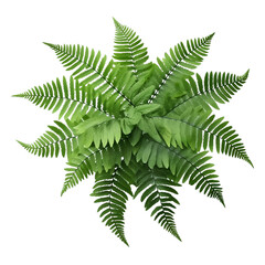 Fern leaf isolated on transparent background, Ornamental foliage, Green fern leaves isolated over white background, top view, view from above, close up, botanical design. generative ai - obrazy, fototapety, plakaty