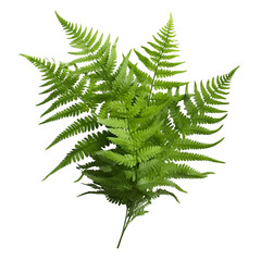 Fern leaf isolated on transparent background, Ornamental foliage, Green fern leaves isolated over white background, woodland forest fern, botanical design, close up, side view. generative ai