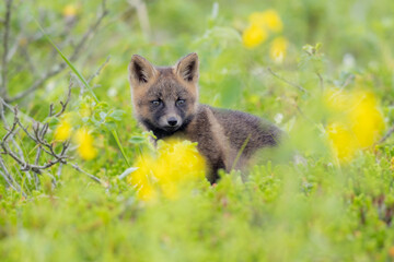 北海道にいる十字子ぎつね