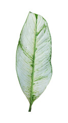 philodendron leaf isolated. natural leaves element 