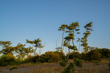 Obraz premium 静岡県浜松市 早朝の中田島砂丘