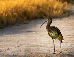 White Faced Ibis, Salton Sea
