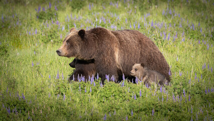 Grizzly Bear 399 with Cubs