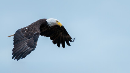 Bald Eagle in Flight, San Juan Island 