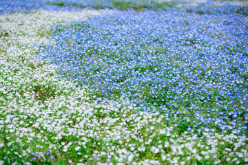 静岡県浜松市の春の花　ガーデン