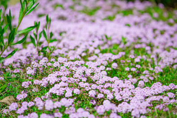 静岡県浜松市の春の花　ガーデン