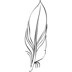 Bird feather. Hand drawn illustration converted to vector. Outline with transparent background