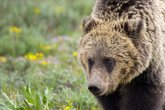 Close up Grizzly Bear GTNP