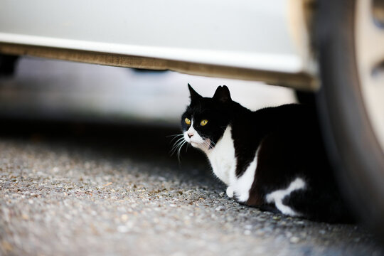 車の下に座っている白黒猫