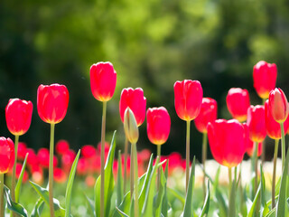 赤いチューリップ