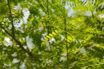 Fototapeta na wymiar Green leaves on the Peacock Flowers tree are exposed to the warm sunlight.