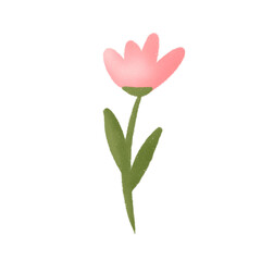 spring pink tulip flower 