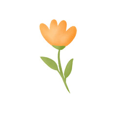 Orange tulip flower 