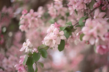 Fototapeta na wymiar Pink flowers with leaves of blossoming apple tree in spring with beautiful bokeh