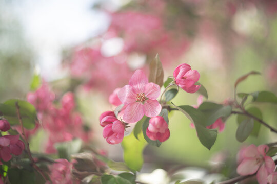 Pink flowers with leaves of blossoming apple tree in spring with beautiful bokeh