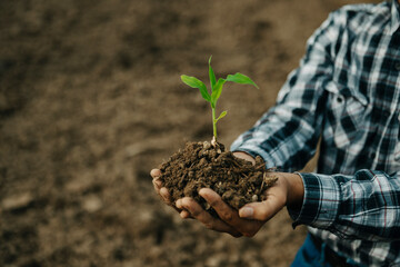 The old man hand holding Seedling, for care and Seeding,new life concept. in sun light