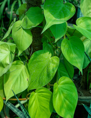 The lime green leaves of a heart-leaf philodendron plant.