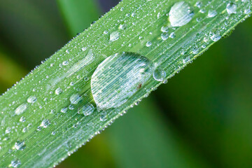 Fresh large drop morning dew in nature.