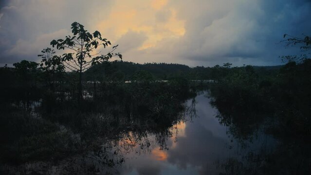 Overlooking a mangrove swamp on an island in the Philippines
