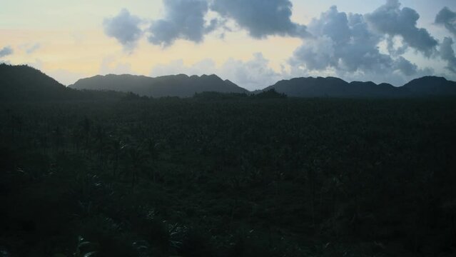 Overlooking a palm forest during sunset on the island of Siargao, Philippines