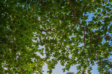Bottom view of spring green leaf on the branch of indian almond tree also call by Terminalia...