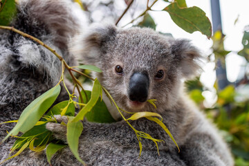 Koala joey