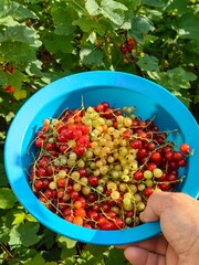 hand holding a bowl of fresh currants
