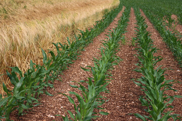 Green corn field growing near golden dry wheat field in the italian countryside