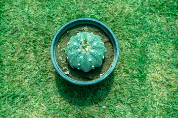 Astrophytum cactus close up in black plastic pot. Top view.