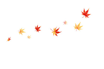 舞うカエデ、水彩タッチ、質感のあるイラスト、透明の背景