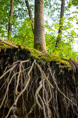 Tree roots sticking out on a cliff, root system