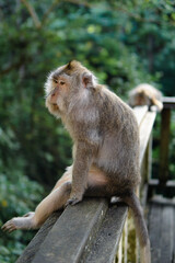 Selected focus of Monkeys (Macaca Fascicularis) having fun relaxing in the afternoon at Monkey Forest, Bali
