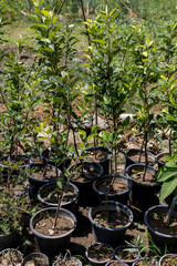 Small apple trees in nursery plastic pots