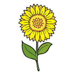 Fototapeta premium sunflower vector illustration