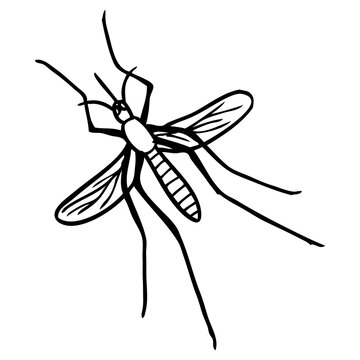 mosquito line vector illustration